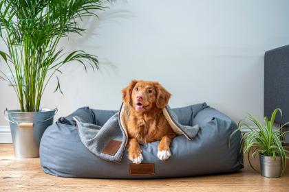 A “Guarda Compartilhada” dos Animais de Estimação