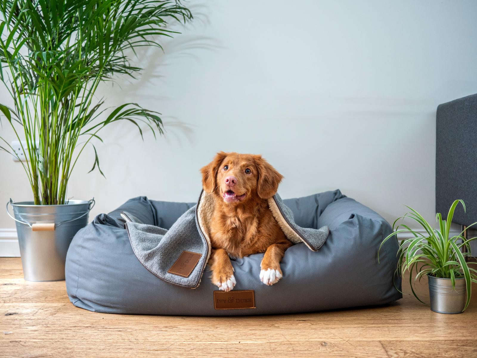 A “Guarda Compartilhada” dos Animais de Estimação